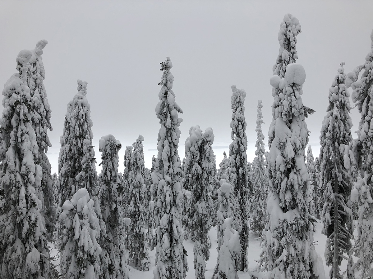 Winter forest in Koli